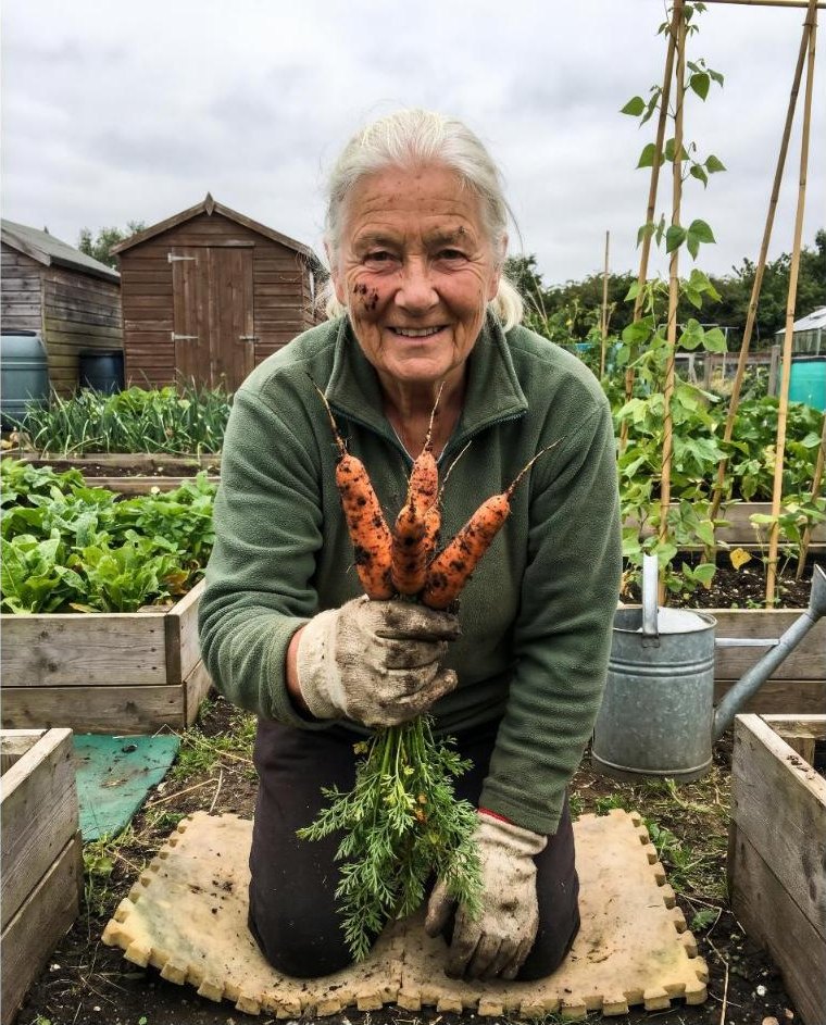 A woman in her seventies holding fresh carrots in her allotment